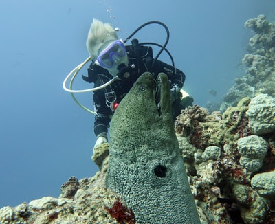 No diving underwater photography
